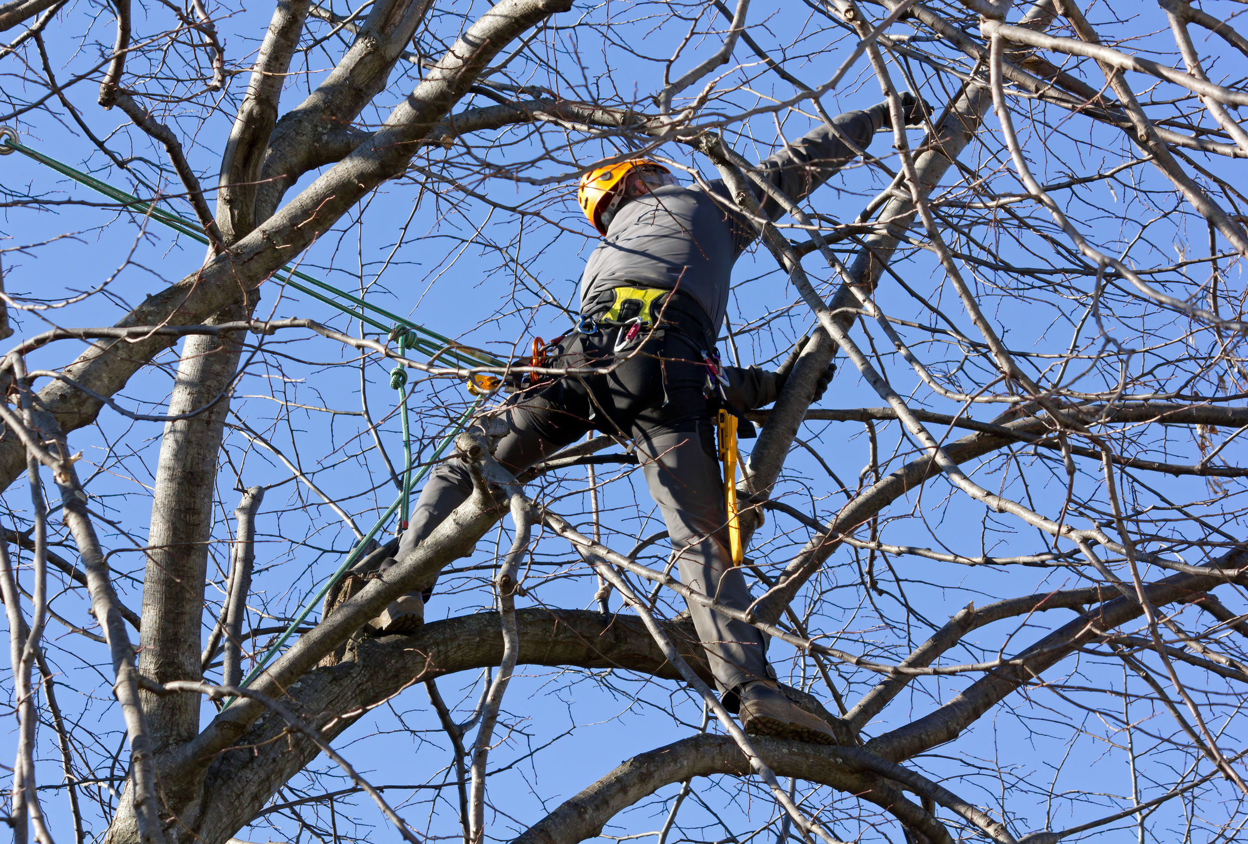 soin des arbres par un élagueur sur Lyon et Rhône